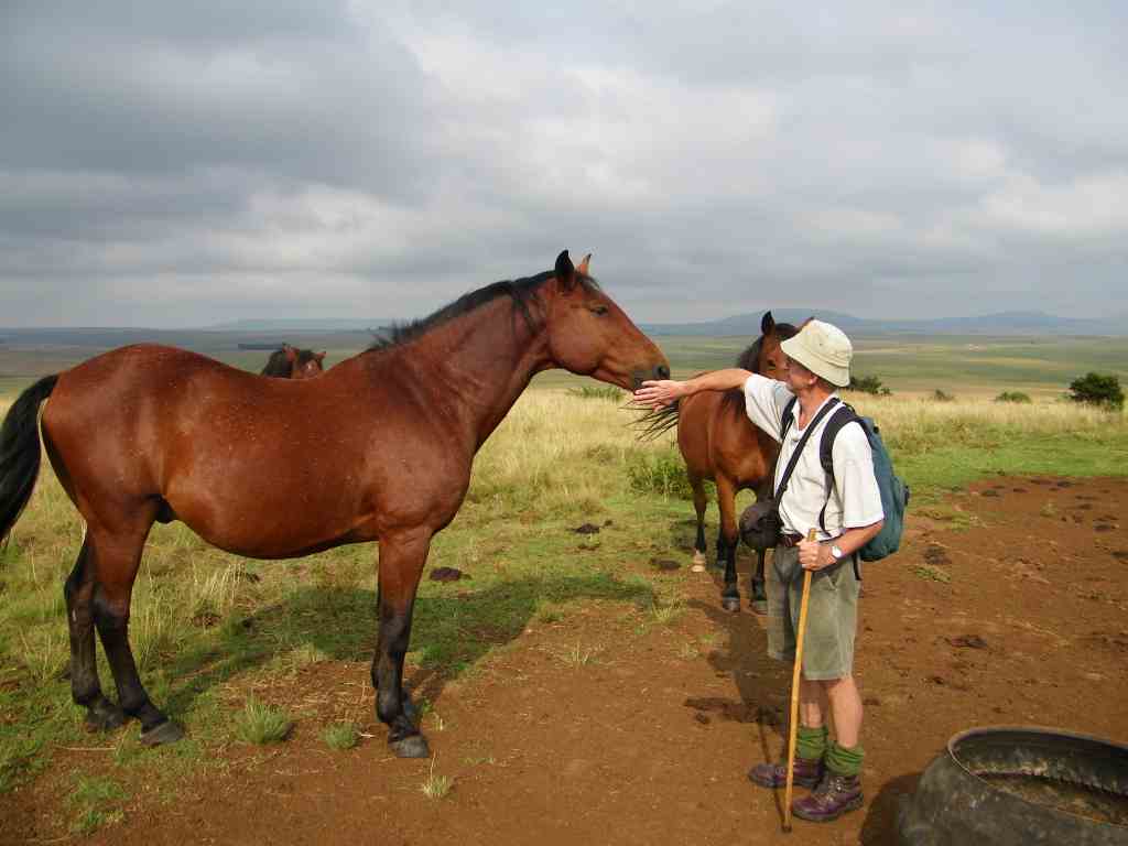 GFrans and the horse